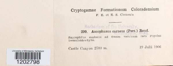 Iodophanus carneus image