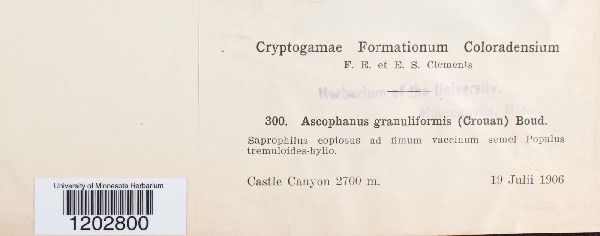 Coprotus granuliformis image