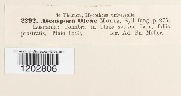 Ascospora oleae image