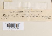 Ascospora oleae image