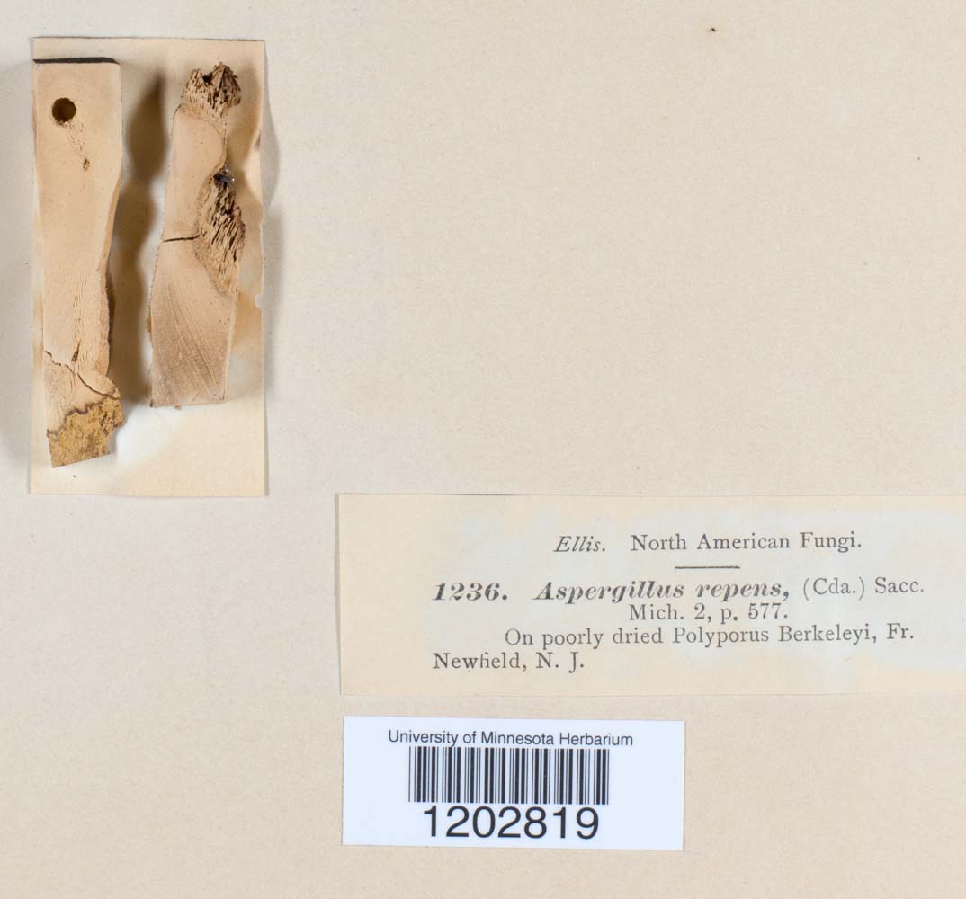 Aspergillus repens image