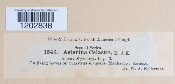 Asterina celastri image