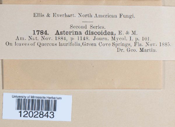 Asterina discoidea image