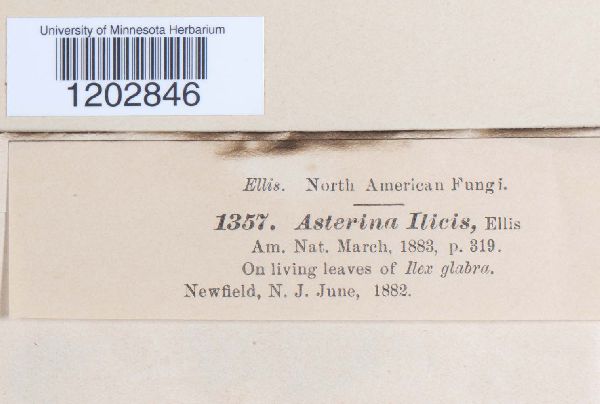 Asterina ilicis image