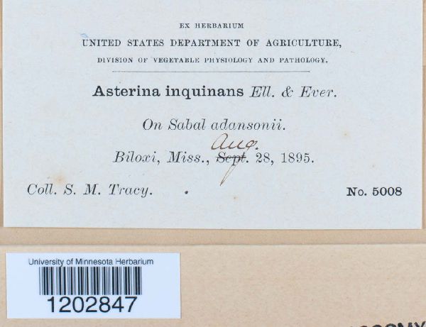 Asterina inquinans image