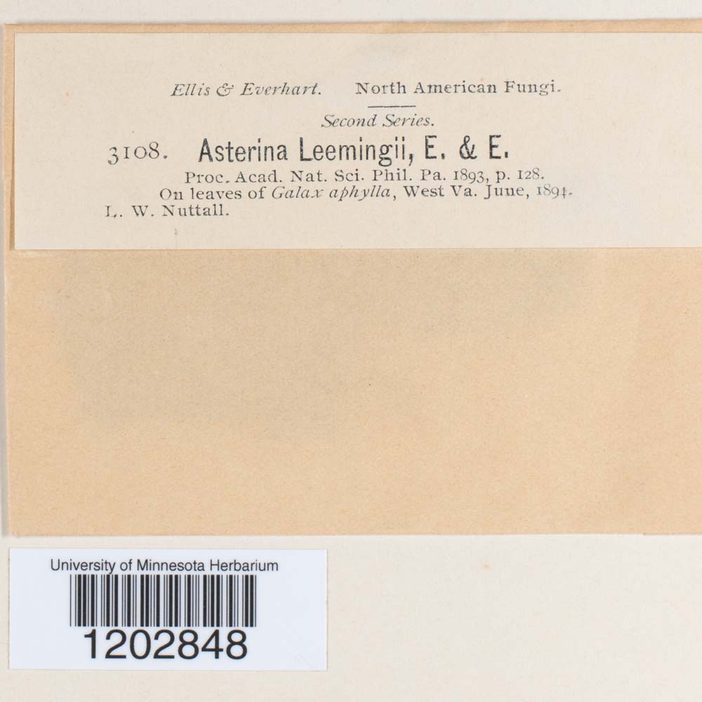 Asterina leemingii image