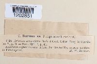 Asterina orbicularis image