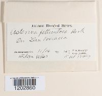 Asterina pelliculosa image