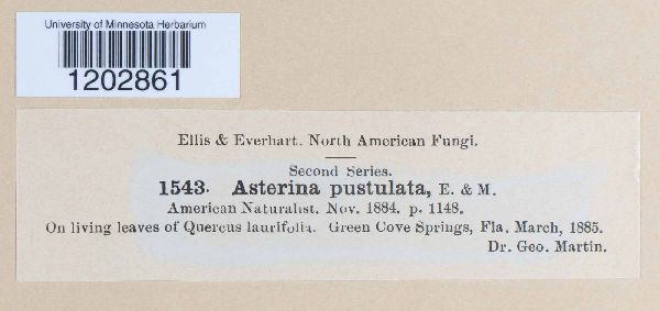 Asterina pustulata image