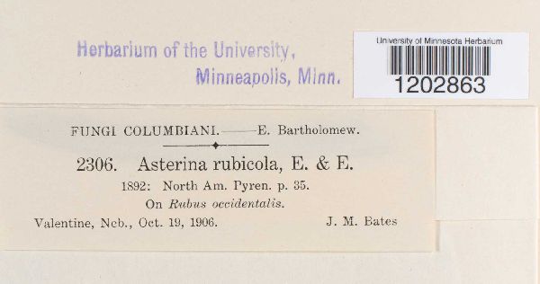 Hormotheca rubicola image