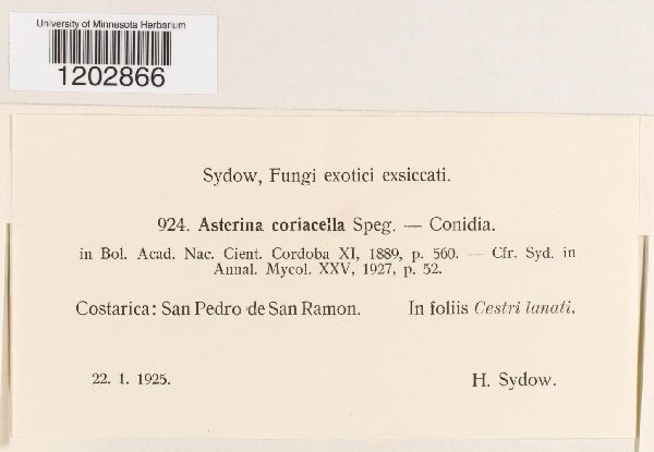 Asterina coriacella image