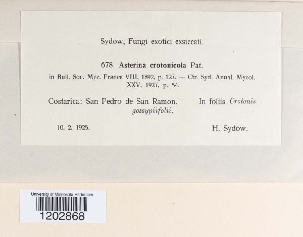 Asterina crotonicola image