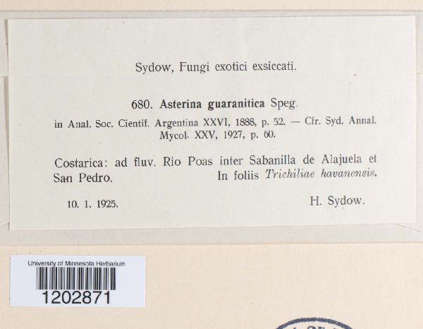 Asterina guaranitica image