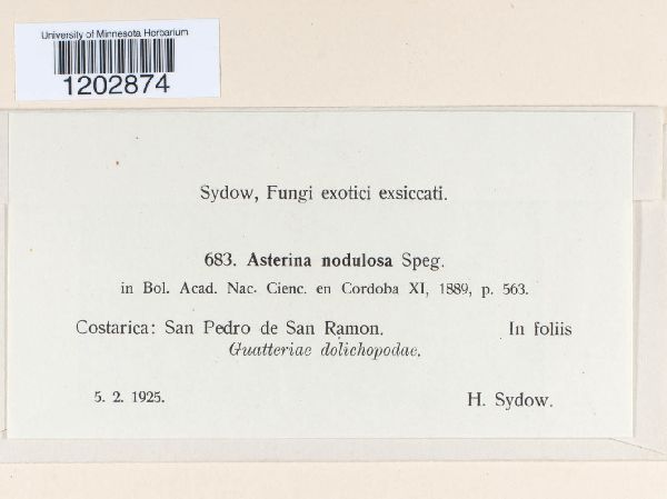 Asterina nodulosa image