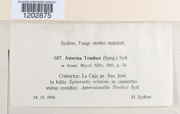 Asterina tonduzi image