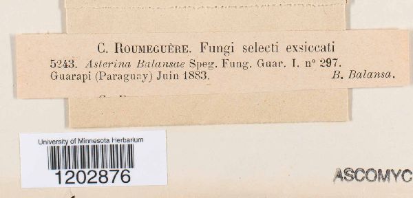 Asterina balansae image