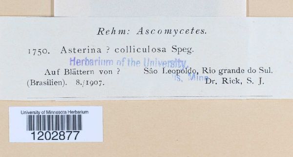 Asterina colliculosa image