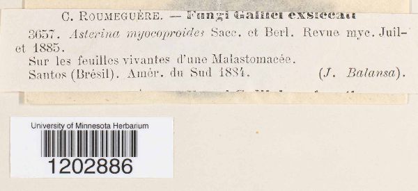 Asterina myocoproides image