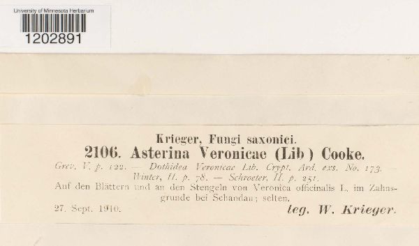 Asterina veronicae image