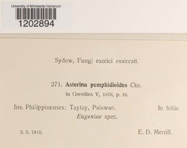 Asterina pemphidioides image