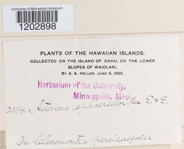 Asterina sphaerelloides image