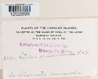 Image Associated With the Occurrence