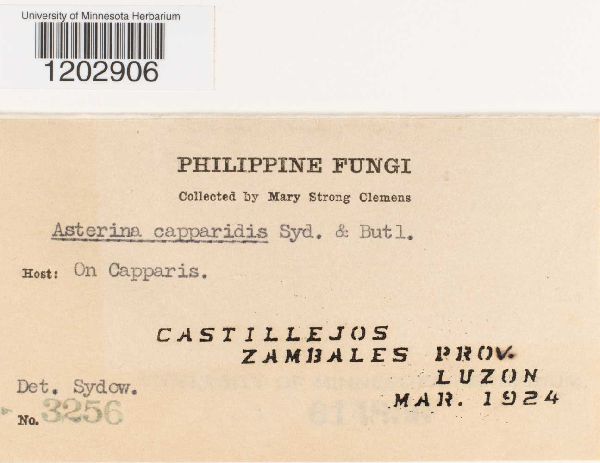 Asterina capparidis image