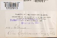 Image Associated With the Occurrence