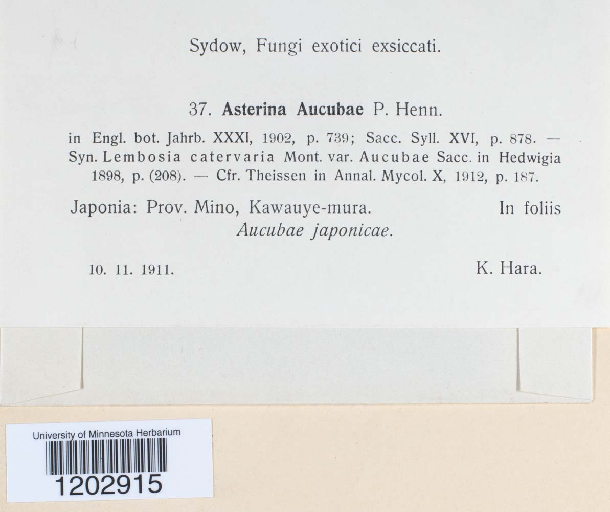 Asterina aucubae image