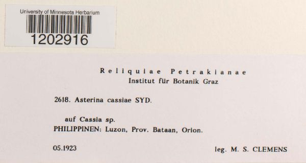 Asterina cassiae image