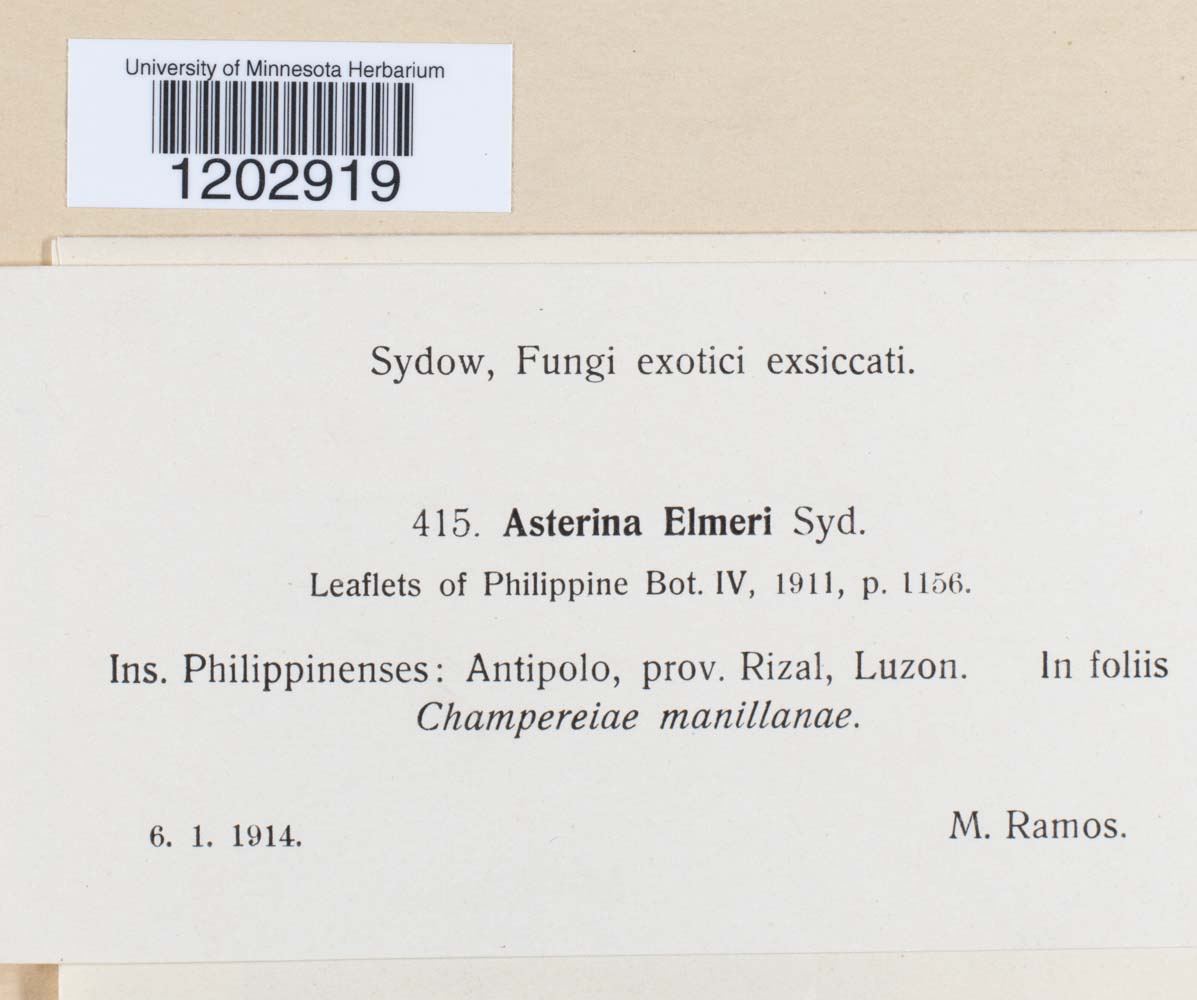 Asterina elmeri image