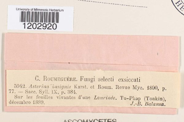 Asterina insignis image