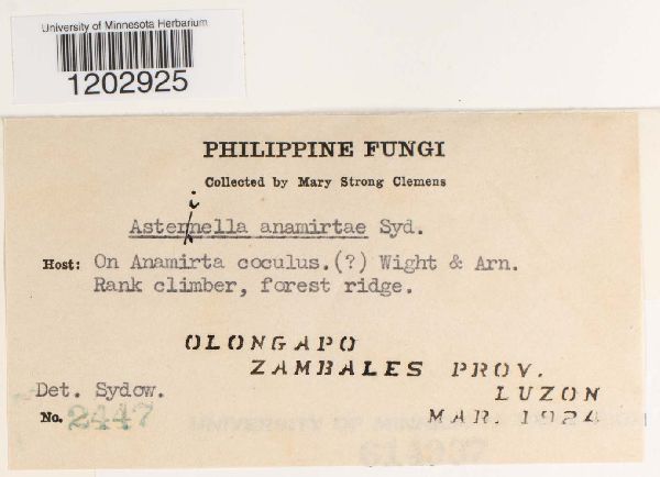 Asterinella anamirtae image