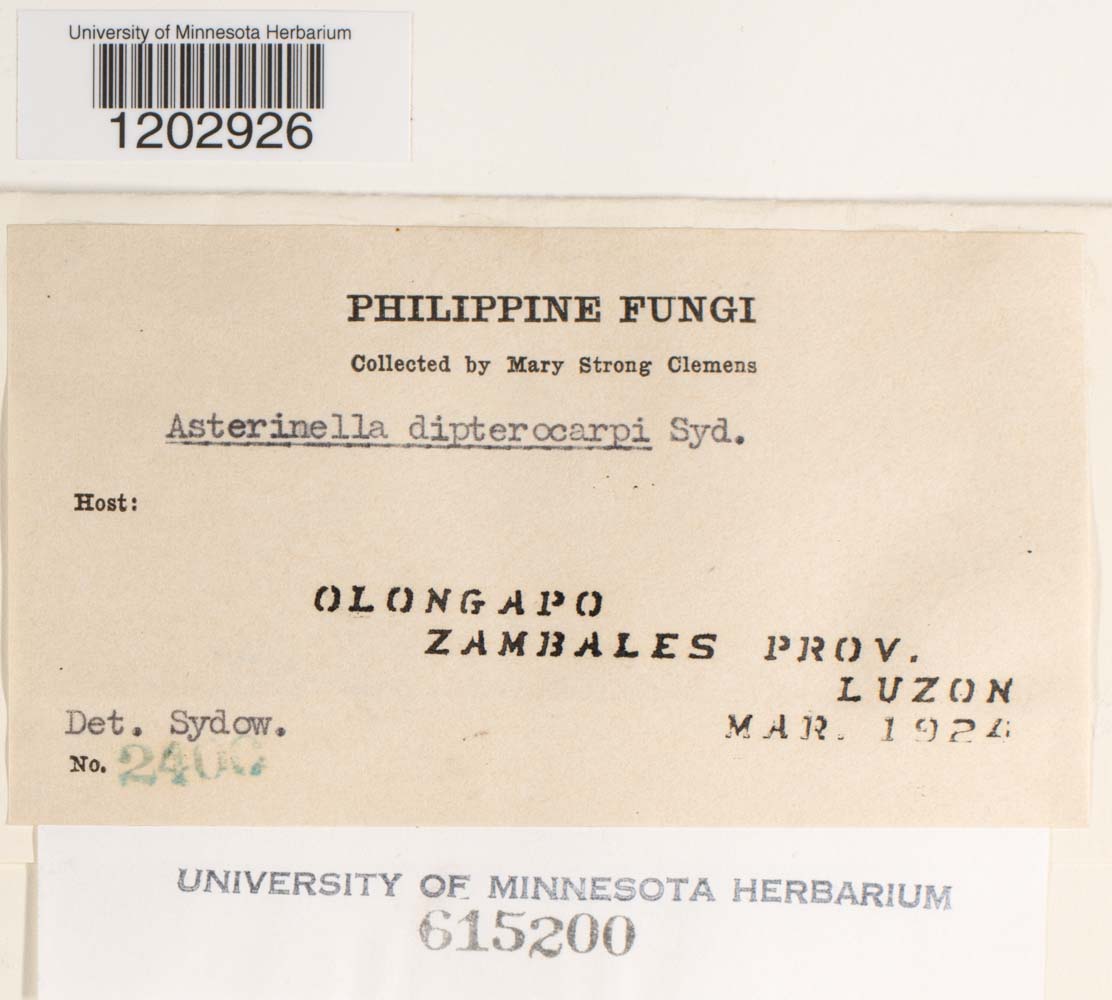 Asterinella dipterocarpi image