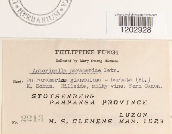 Asterinella parameriae image