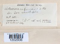 Image Associated With the Occurrence