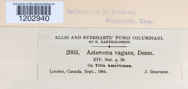 Asteroma vagans image