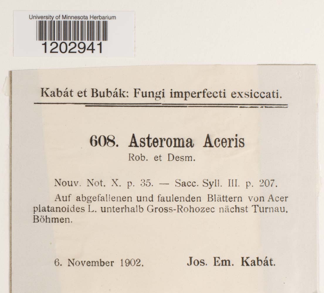 Asteroma aceris image