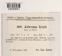 Media resource of Asteroma aceris