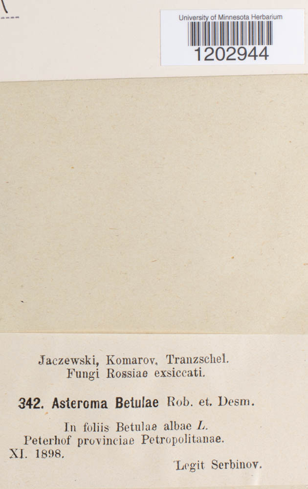 Asteroma betulae image