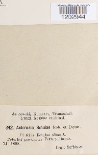 Media resource of Asteroma betulae