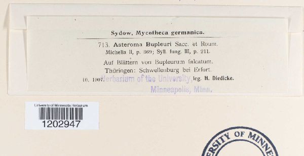 Asteroma bupleuri image