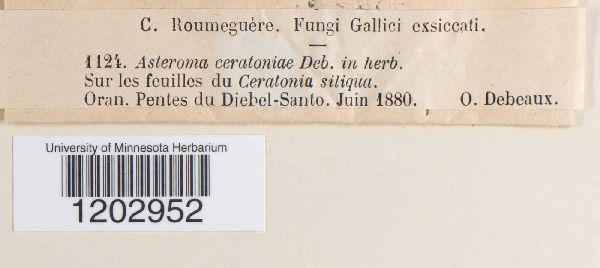 Asteroma ceratoniae image