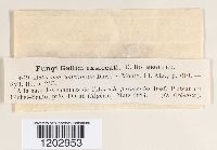 Media resource of Asteroma concinnum