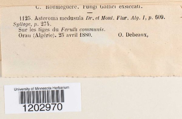 Asteroma medusula image