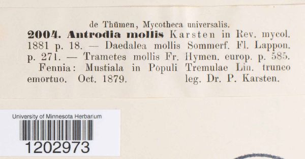 Datronia mollis image