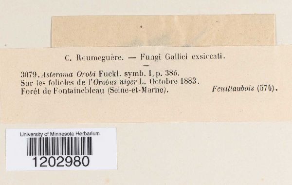 Asteroma orobi image