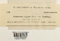 Asteroma vagans image