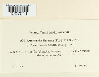 Media resource of Asteromella burserae