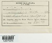 Astrocystis mirabilis image